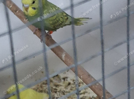 Budgie