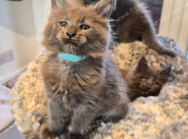 Maine coon pedigree kittens