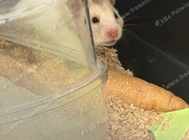 10 week old hamster