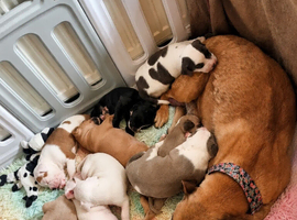 Beautiful puppies