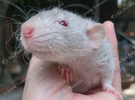 Pair of female baby rats