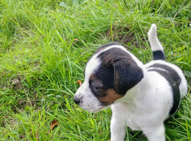 LAST Jack Russell Pup for Sale Swansea