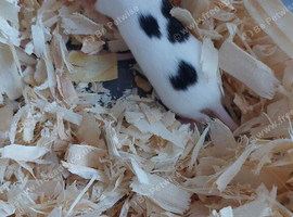 Female mice