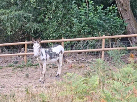 6 yr old jack donkey
