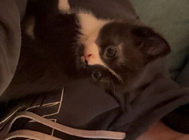 Baby girl for sale