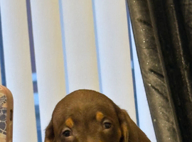 Miniature dachshund