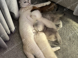 Scottish fold/straights Ready sept 13th