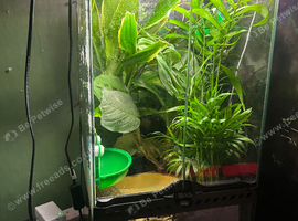 2 baby Amazon milk frog with tank and other stuff