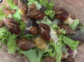 Giant African Land Snail