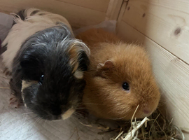2 male guinea pigs must go together