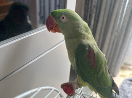 Alexandria parrot for sale