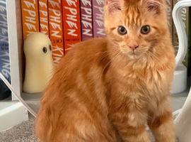 Maine coon kitten