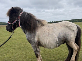 Rocco mini Shetland