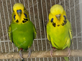Budgie pairs
