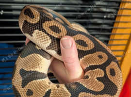 100% het clown Leopard orange dream royal python