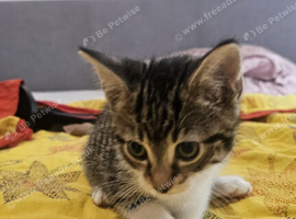 Playful kitten