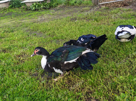 Muscovy drakes
