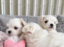 Beautiful KC reg.Maltese puppies