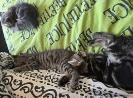 F10 savannah /mixed breed kittens