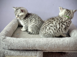 GCCF Registered British Shorthair Kittens