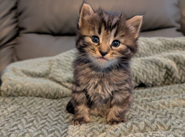 Gorgeous kittens ready for forever home