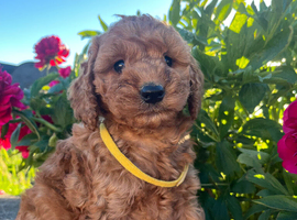 Cockapoo puppies