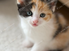 3 months female kitten