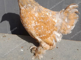 1 millefleur Pekin bantam chicken