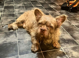 French bulldog wearied haired male