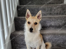 Jack Russell
