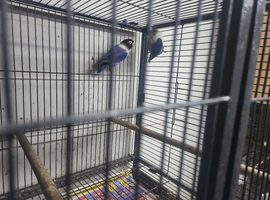 Love birds