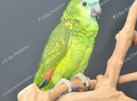 Baby Blue fronted Amazon talking parrots available,31