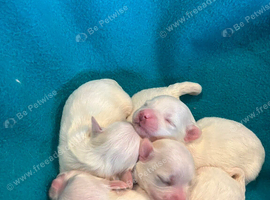 Gorgeous Litter of Maltese Puppies