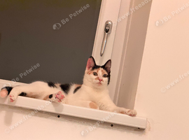 1 year old female cat