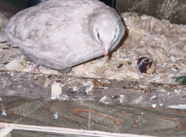 Quail