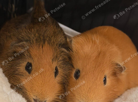 Guinea pigs x2