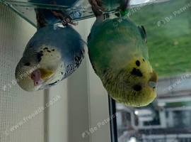 Cherio and gizmo