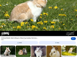 Female lionhead