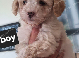 READY NOW BEAUTIFULL MAILTOPOO PUPS