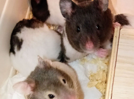 Litter of babies looking for their home