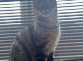 6 year old tabby cat!