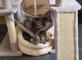 Kitten for sale