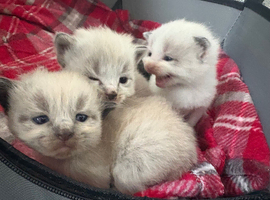 Four kittens