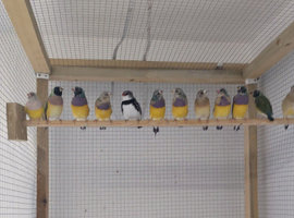 Gouldian finches