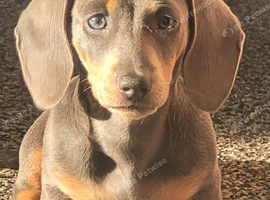 Blue- Tan Mini Dachshund