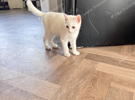 White female green eyed kitten for sale