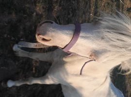 Welsh mountain pony ( section A) yearling filly