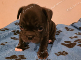 Adorable french bulldog puppy's
