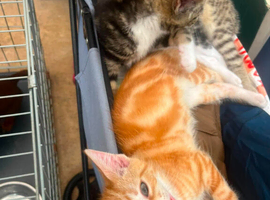 Adorable kittens