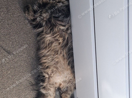 Female cat needing rehoming asap